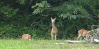 Some Kentucky counties to hold first-ever antlerless firearm hunt this weekend, hunting safety reminders
