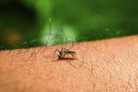 Dengue fever researcher talks Florida outbreak — and transmission risk