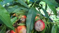 My top tips for spring gardening - Gareth Carter