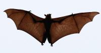 Study reveals 65-million-year evolutionary history of bats