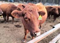 Farm Bureau: More beef imports haven’t provided consumer price relief