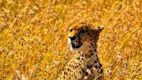 How to plan an African safari: Budget, destinations, seasons and health advice