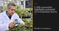 UAPB researcher highlights potential of sweetpotato leaves