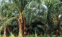 Oil Palm Farmers Oppose Cut in Palm Oil Import Duty