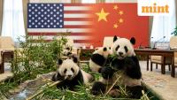 China’s cutest diplomats are back! Xi Jinping revives Nixon-Mao era ‘Panda diplomacy’ at summit with Trump