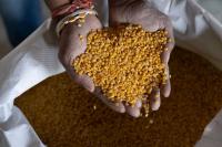 India begins exporting ‘Gulbarga Tur Dal’ to Maldives