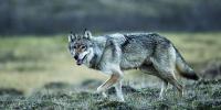 Colorado wolves stay west as livestock losses continue