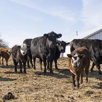 Oklahoma, regional cattle groups say ICE operations are disrupting supply chain