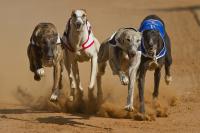 A municipality in Chile closes a greyhound track after banning greyhound racing and reopens the debate on this activity