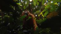 Indonesia created a program that turns wildlife observations into income and strengthens forest protection
