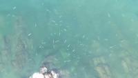 Maine is dealing with a devastating algal bloom; could this weekend's storm help?