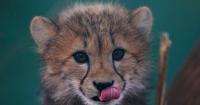 Czech RepublicBaby Cheetahs