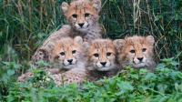 Cheetah cubs at Prague Zoo doing well after period of strong storms, mother's illness