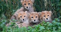 APTOPIX Czech Republic Baby Cheetahs