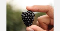 Planasa will present its full berry selection and latest genetic developments in Madrid