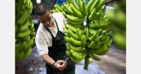Banana industry concerned over pressured supply chain