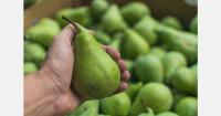 Ukraine’s largest pear orchard harvests its first commercial crop