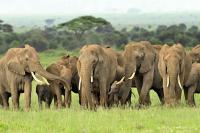 Elephants in Kenya May Be Foraging for Their Own Medicine and Mixing ‘Immunizations’ for Their Calves, Study Finds