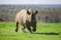 Black Rhino Attacks Tourist Vehicle on Self-Drive Safari