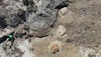 Colorado Teacher's Find Gives Scientists the First Known Adult T. Rex Trackway