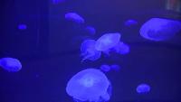 ABQ BioPark shark tank and BioPark farm draw crowds in New Mexico