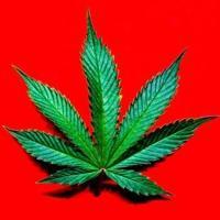 In Ireland, Radio Executive Faces Cannabis Charges After U.S. Parcel Seized.