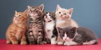 These are the most popular cat names in the United States