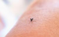 Dengue fever emergency declared in Florida county over rising cases
