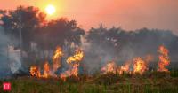 Haryana cuts stubble fires by 91 pc since 2021; steps up air pollution measures ahead of winter