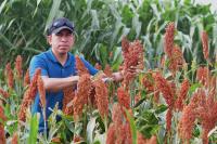 Texas A&M AgriLife High Plains forage program gains research expertise