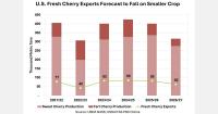 Global cherry crop forecast to rise 17% in 2026/27