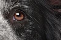 <![CDATA[Years says testing finds no food safety issues after dog eye disease UK reports, cause of sudden dry eye in dogs remains unknown]]>