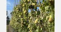 British pear crop reaches higher sweetness levels in 2026