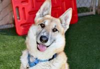 Pet of the week: German Shepherd looking for a hiking buddy