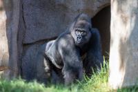 San Diego Zoo and Safari Park welcome new gorillas from Seattle and Kansas zoos