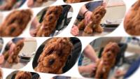 Philadelphia woman warns of puppy scams after losing more than $10,000