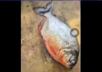 Piranhas in Pahang? What we know about the mystery fish found at Klau Dam