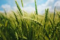 Poor rye harvest, bumper pea production forecast in 2026: Luke