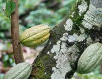 Mexico’s Food for Well-Being Agency Expects Production of 10,000 Tons of Cacao in Tabasco