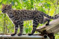 Sustainability Corner: The discovery of Leopardus tilcayo