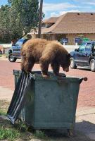 Bears seek food in downtown Trinidad