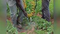 Scientists targeting troublesome weeds with unique methods