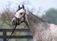 Pinhooks, Emerging Market Buyers Highlight Day 11 at KEESEP