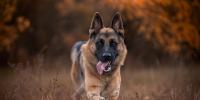 Are German Shepherds good family dogs?