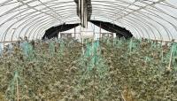 Agents seize 6,300 cannabis plants near Estancia