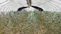 Illegal cannabis farm busted in Estancia, 21,000 pounds destroyed