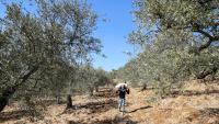 French-Lebanese man accuses Israel of war crimes over theft of uprooted olive trees - report