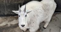 Goat hits the town: Wayward yearling spotted at Grace Bible Church