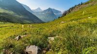 Mountains across the Northeast are turning greener, but that’s not good news