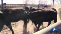Oklahoma cattlemen say ICE operations are disrupting beef supply chain